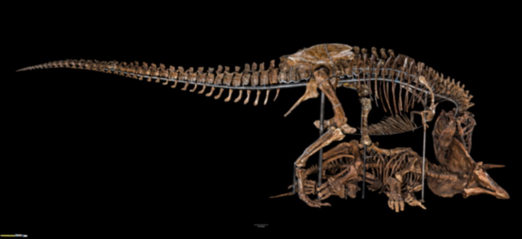 Mounted Tyrannosaurus rex and Triceratops skeletons isolated against black